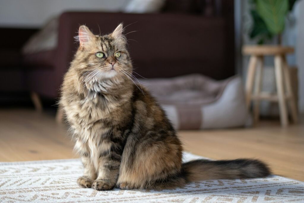 Cat Breeds brown and black cat on white textile
