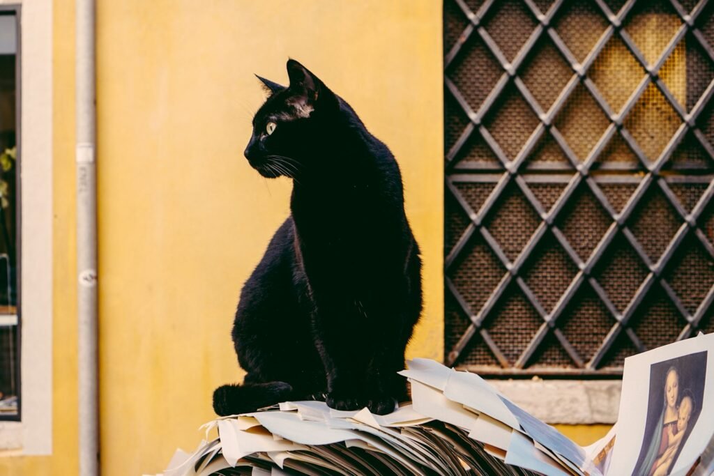 Cat Superstition black cat in front of yellow wall