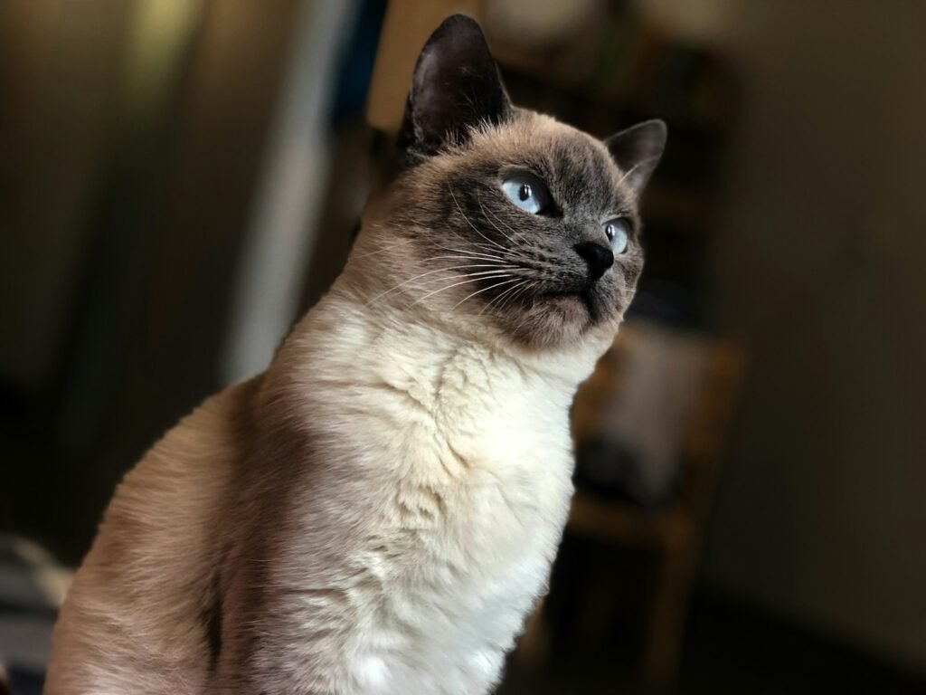 cat comfort: selective focus of Siamese cat