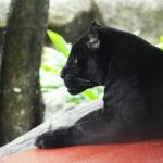 black panther