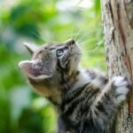selective focus photography of gray tabby kitten climbing a tree