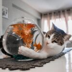 tabby cat playing with fish on fishbowl