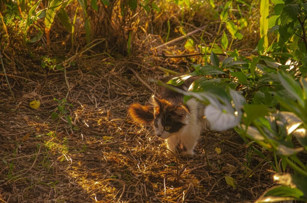 cats building: a cat walking through a field of grass