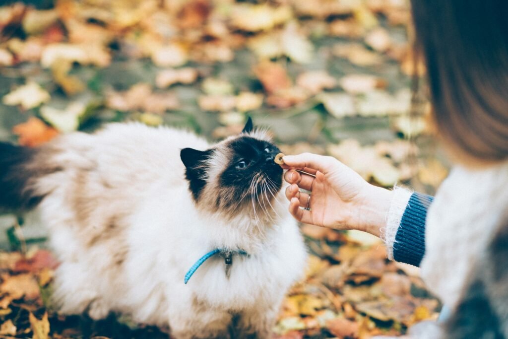 cat bond: person feeding white and black cat