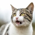 shallow focus photo of white and gray cat