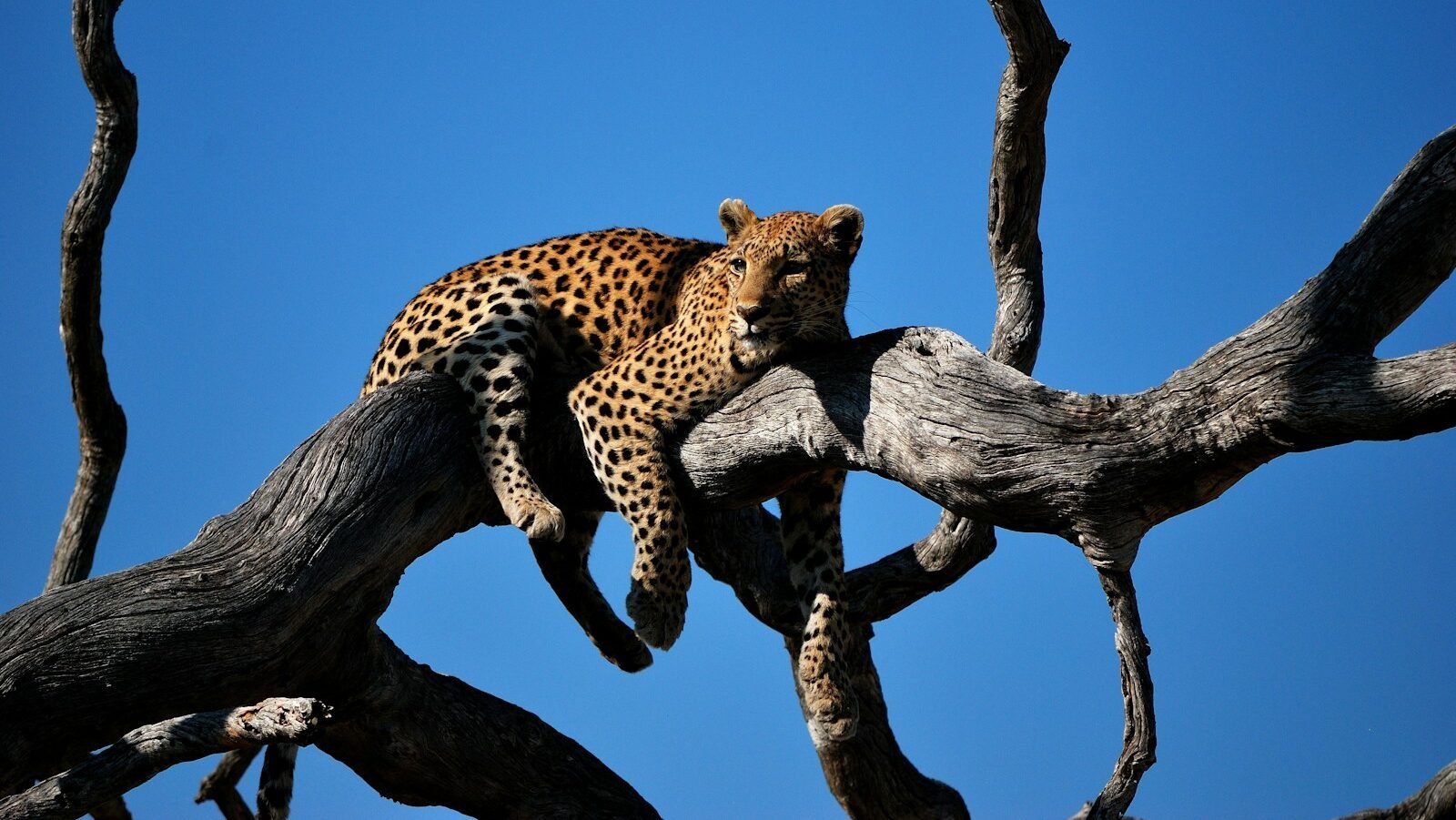 A leopard resting gracefully on the branches of a tree under a bright blue sky, showcasing its natural behavior in the wild.