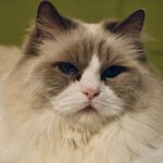 white and black long fur cat