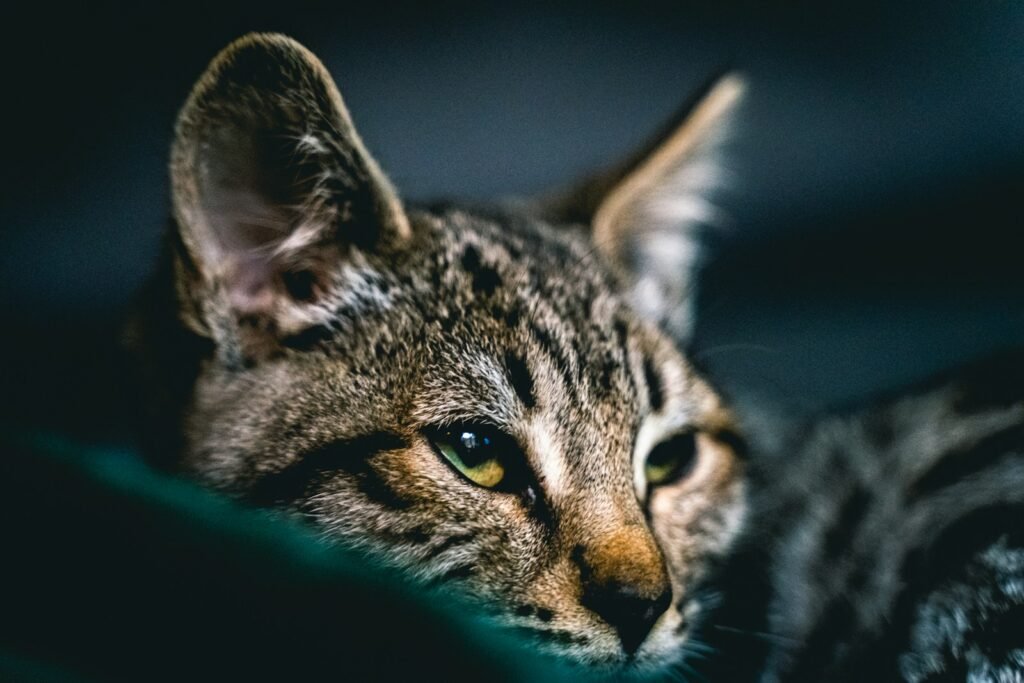 Cat Breeds brown tabby cat in blue textile