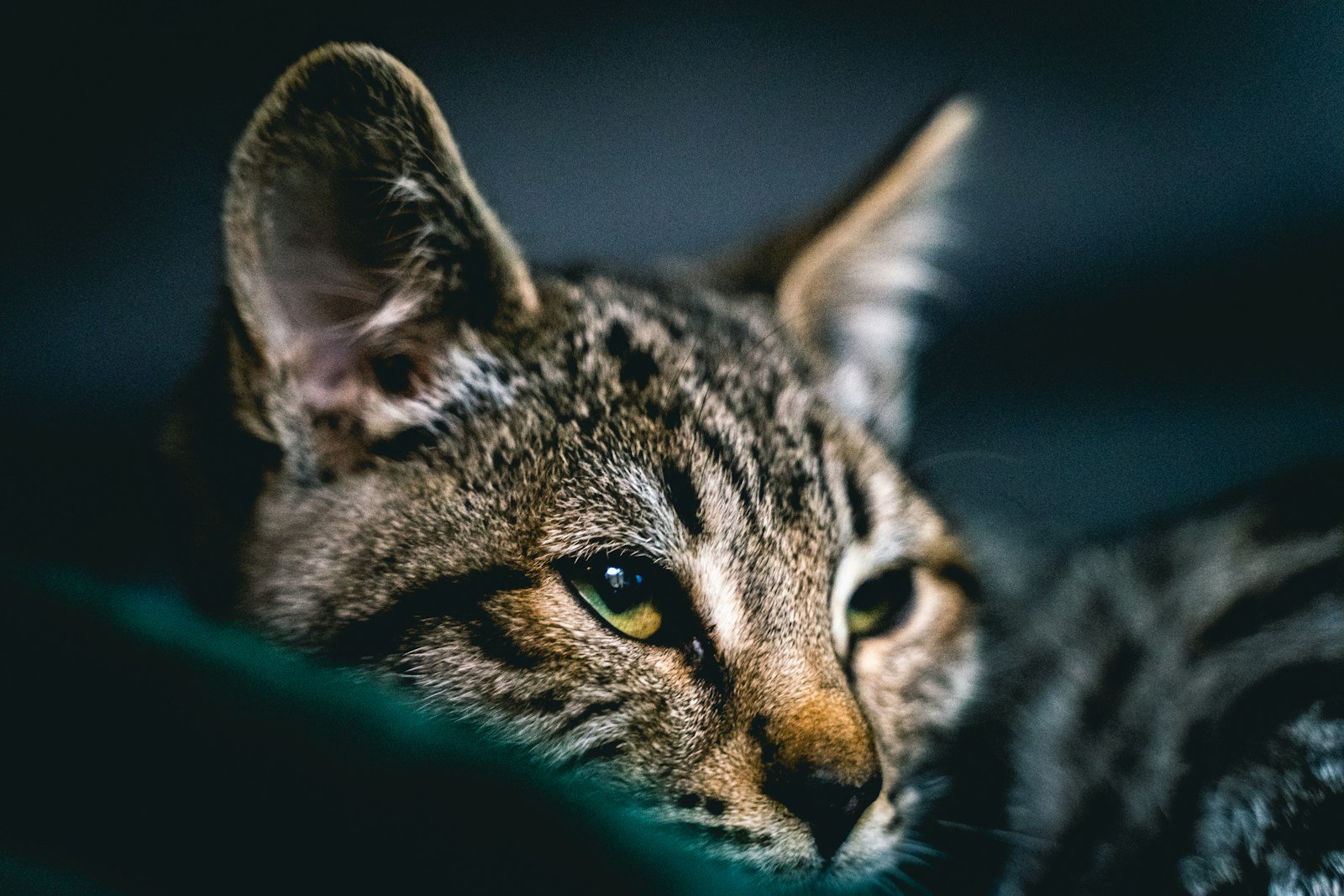Photo by Akin Cakiner Unique cat breeds: brown tabby cat in blue textile
