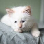 long-fur white kitten lying on grey bed sheet