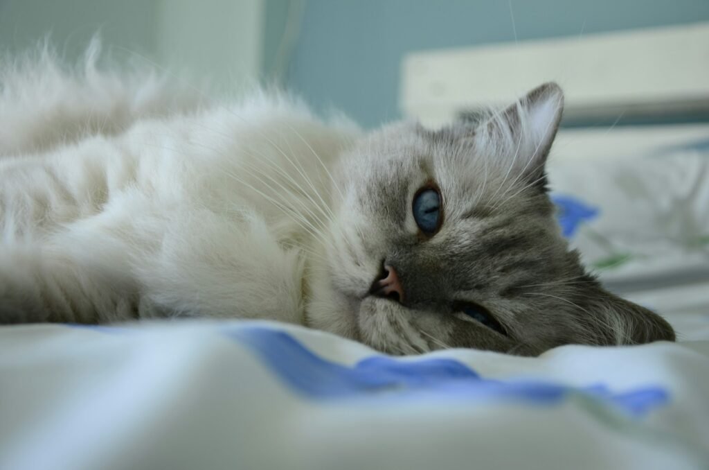 iconic cat breed: white cat on bed