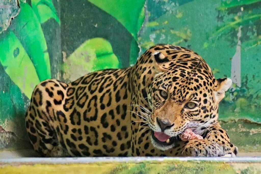 brown and black leopard in clear glass pet tank