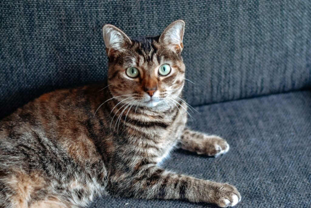 cat love: brown tabby cat on gray couch