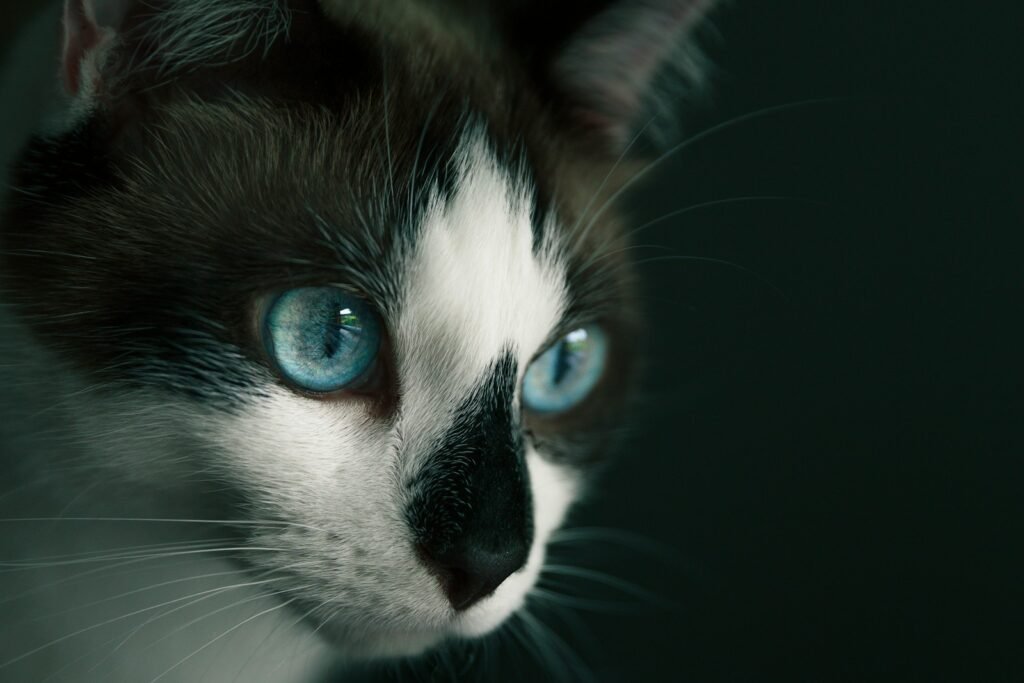 Cat Eye Contact white and black cat with blue eyes