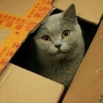 russian blue cat in brown cardboard box