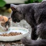 cats eat foods