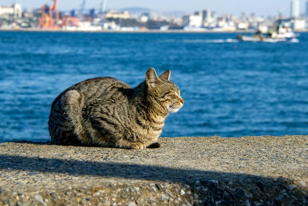 Cats Changed the Course of Events