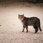 brown tabby cat walking on sand during daytime