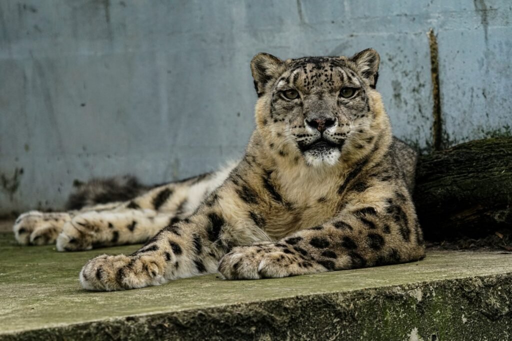 cat support: leopard photograph