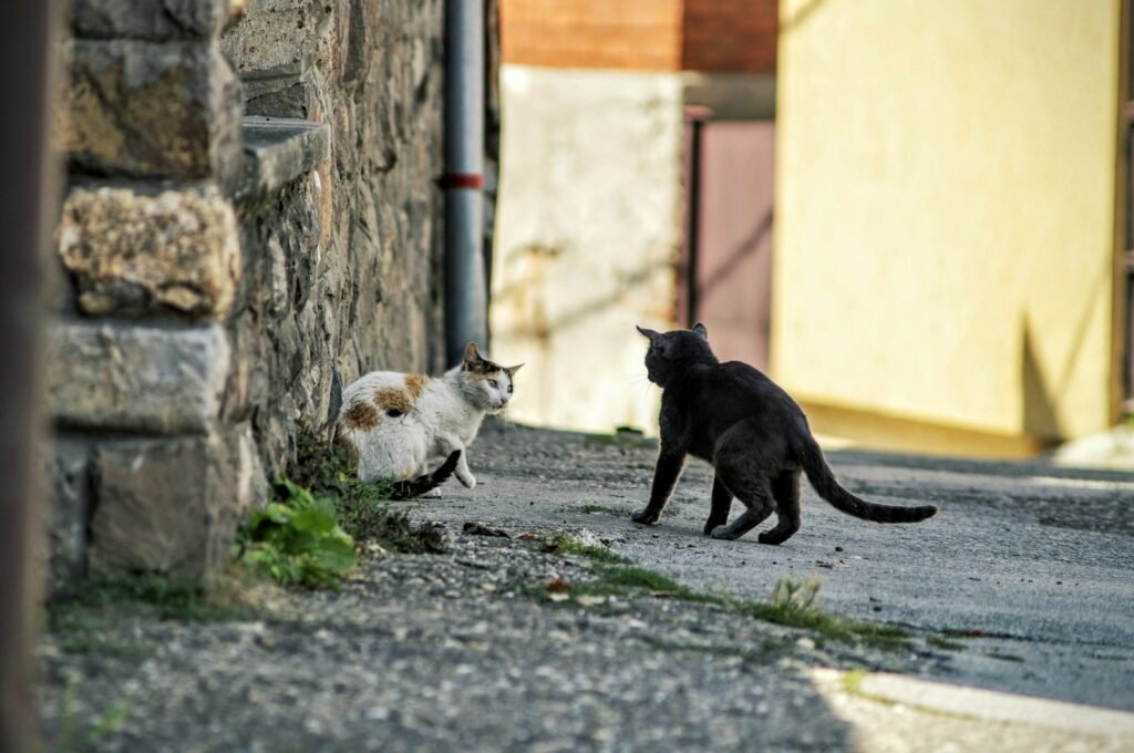 black and white cats near gray post