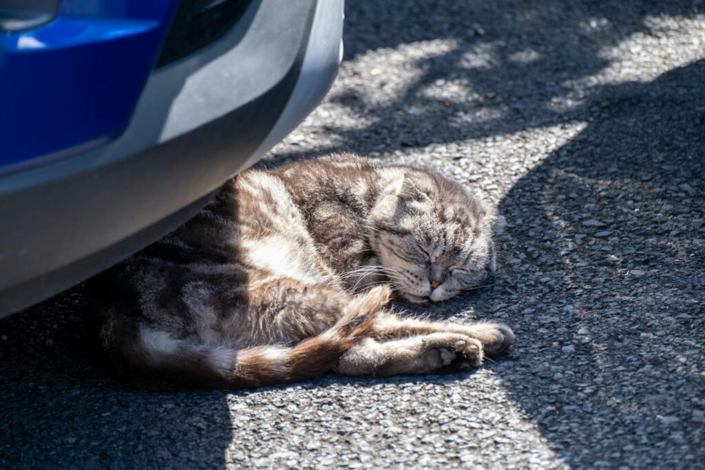 A cat laying on the ground next to a car