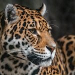brown and black leopard in close up photography
