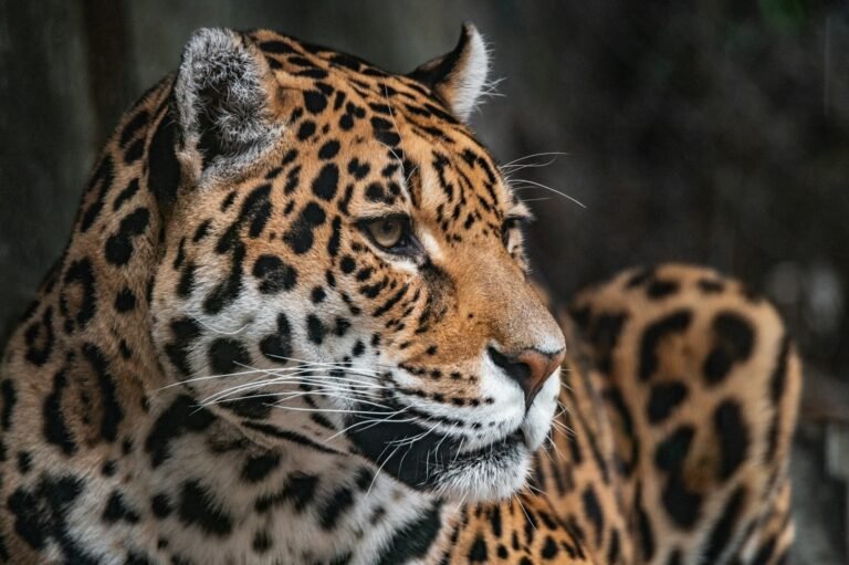 Myths About Big Cats brown and black leopard in close up photography