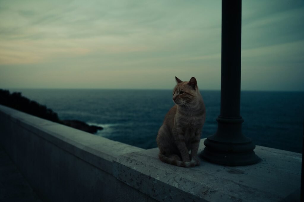 Cats Changed the Course of Events