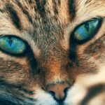 selective focus photo of siamese cat