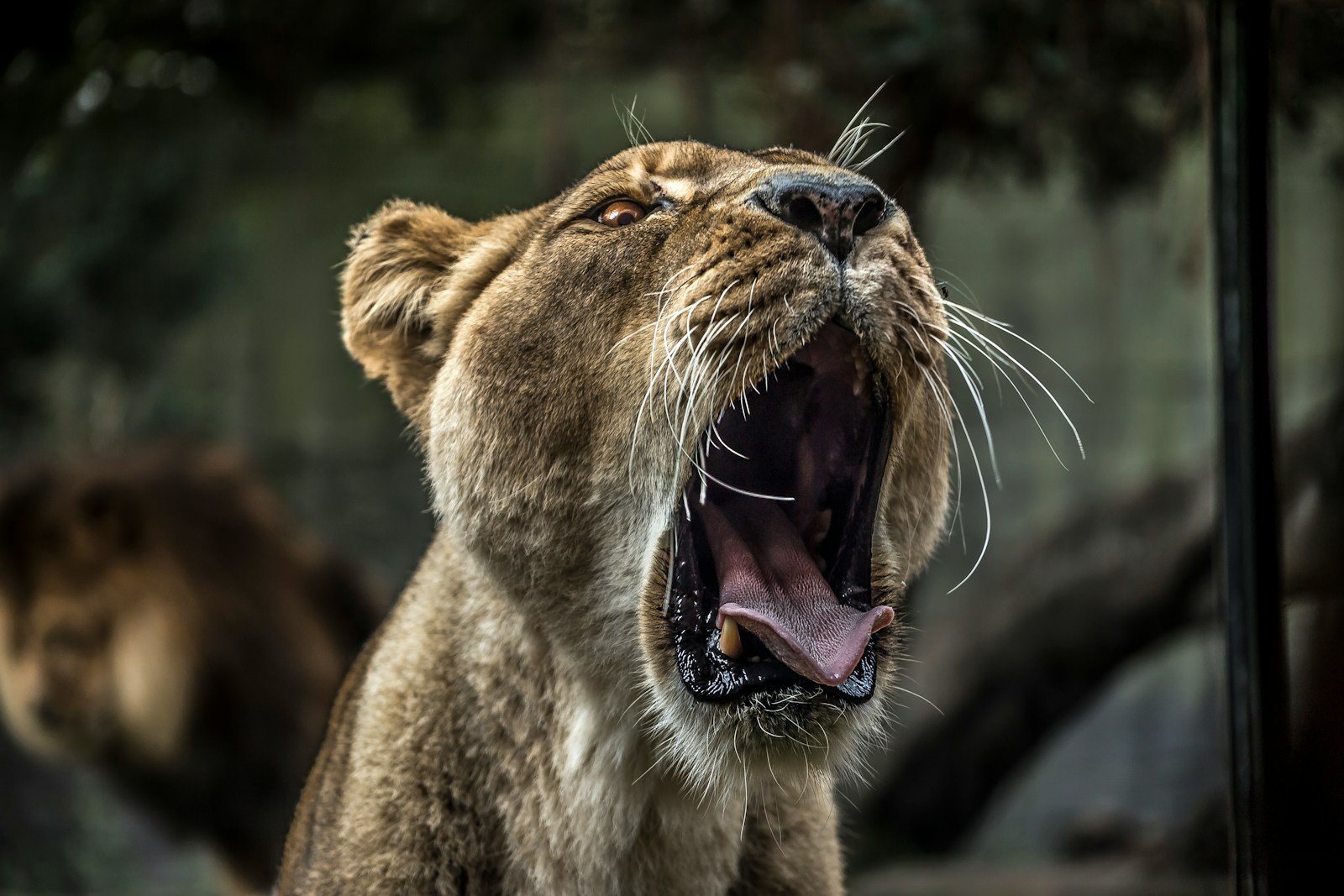Photo by Samuel Scrimshaw lioness yawning