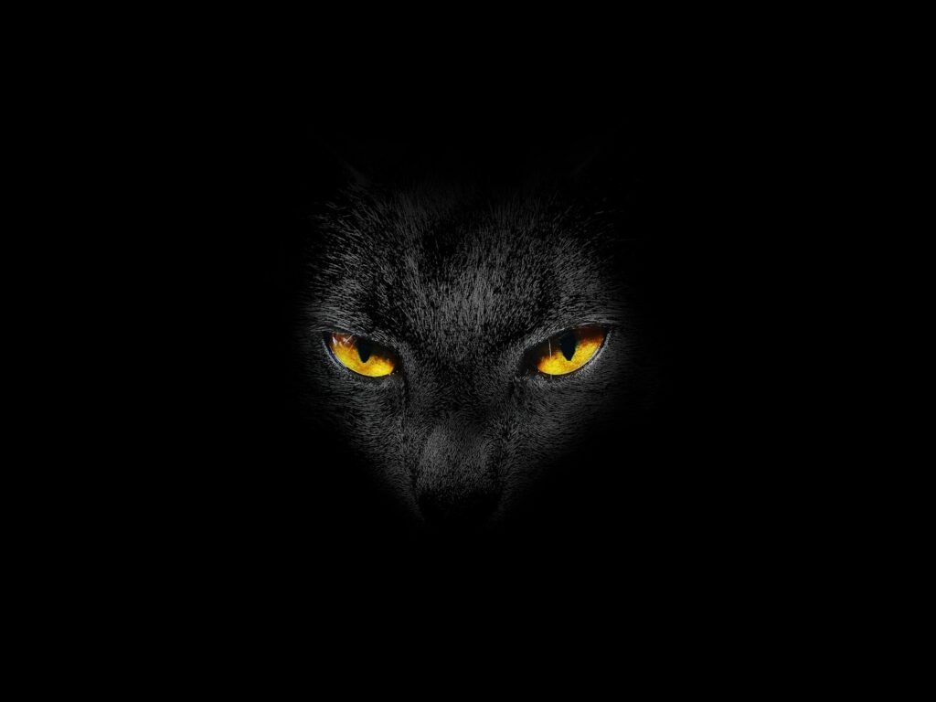 Cats’ Night Vision black cat with yellow eyes