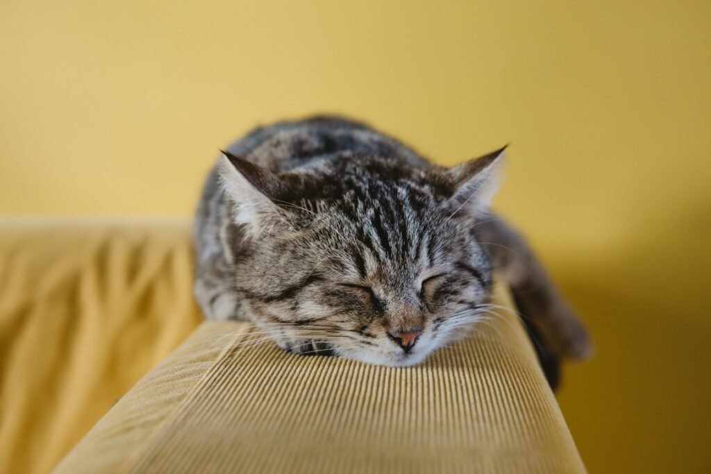 10 Ways to Improve Your Cat’s Lifespan With Simple Changes
