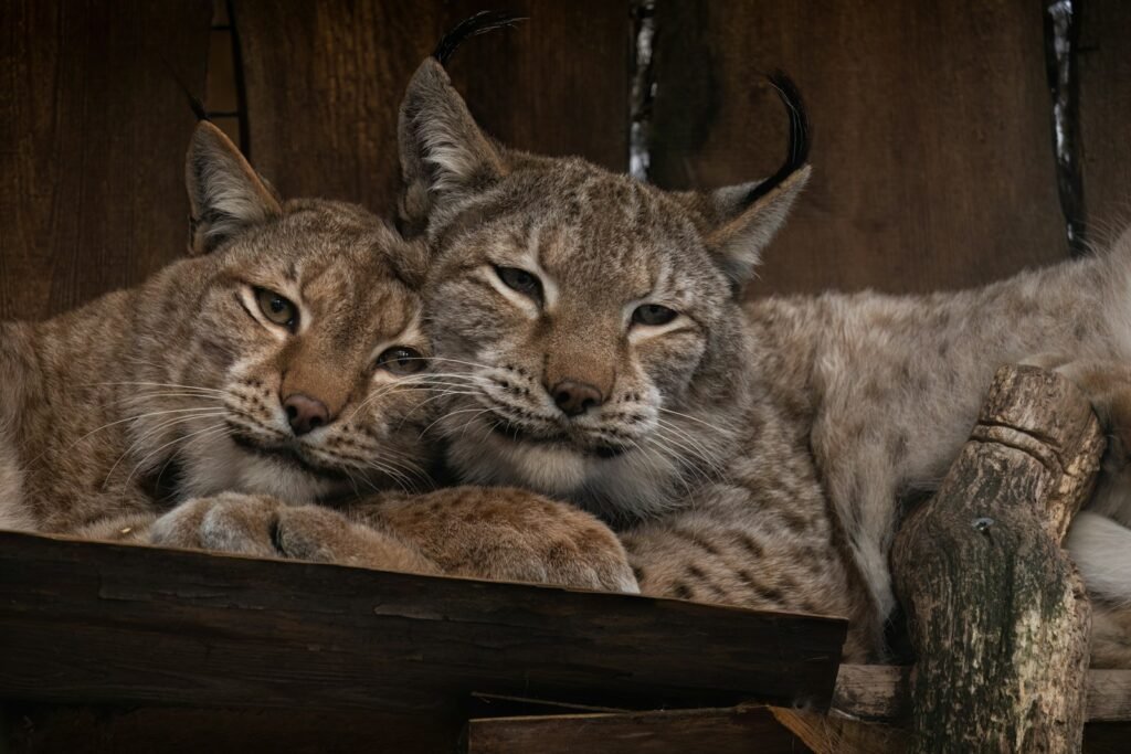 Big Cat a group of wild cats lying on a wooden surface