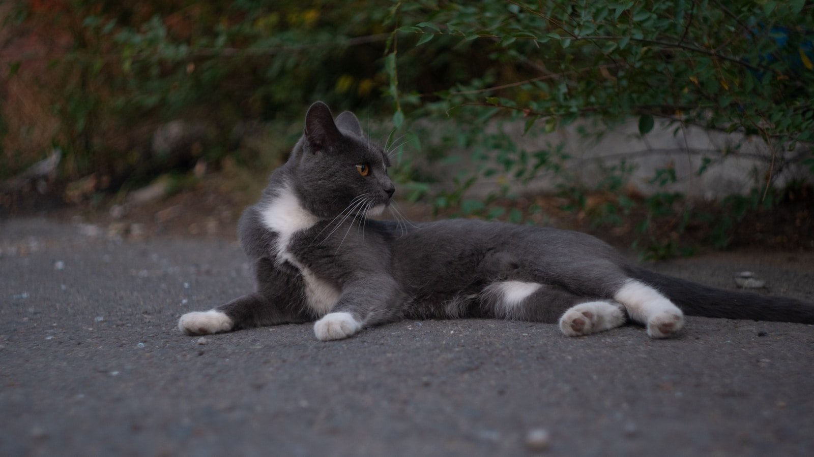 Photo by Artem Lazarev Independence: A black and white cat laying on the ground