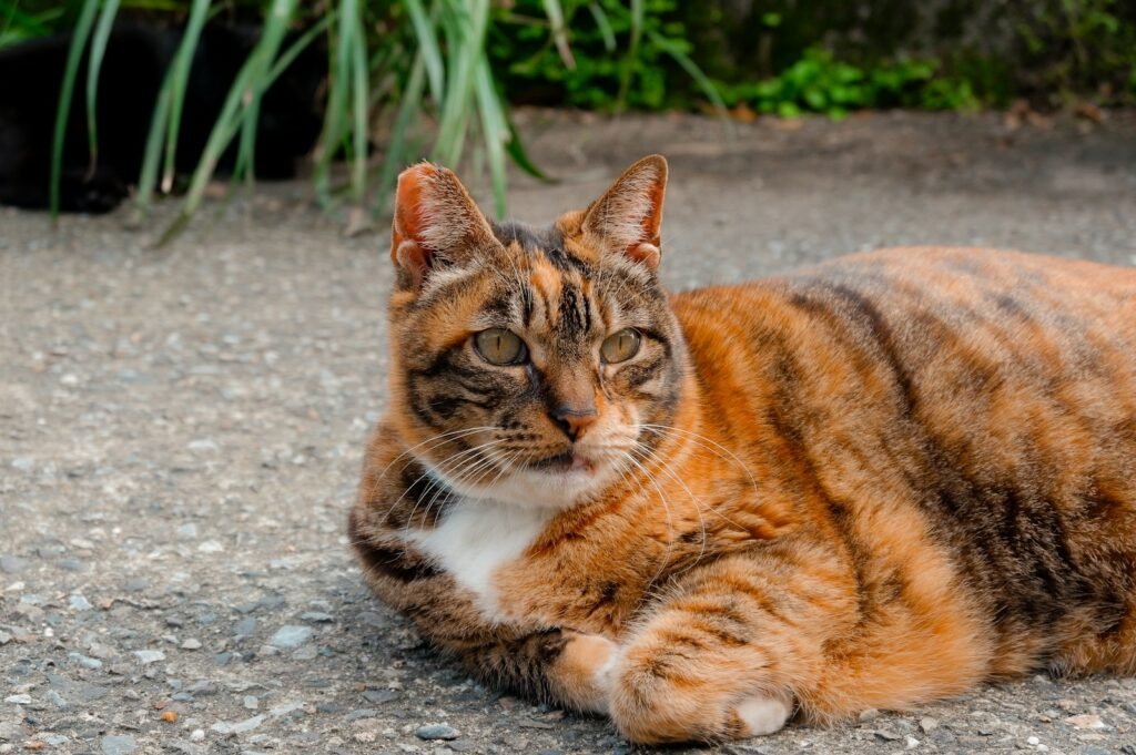 A cat that is laying down on the ground