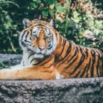 orange tiger on grey concrete flooring