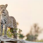 leopard on gray rock during daytime