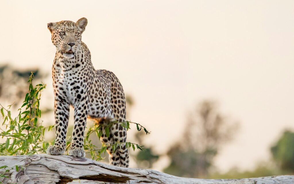 amazon rainforest: a leopard