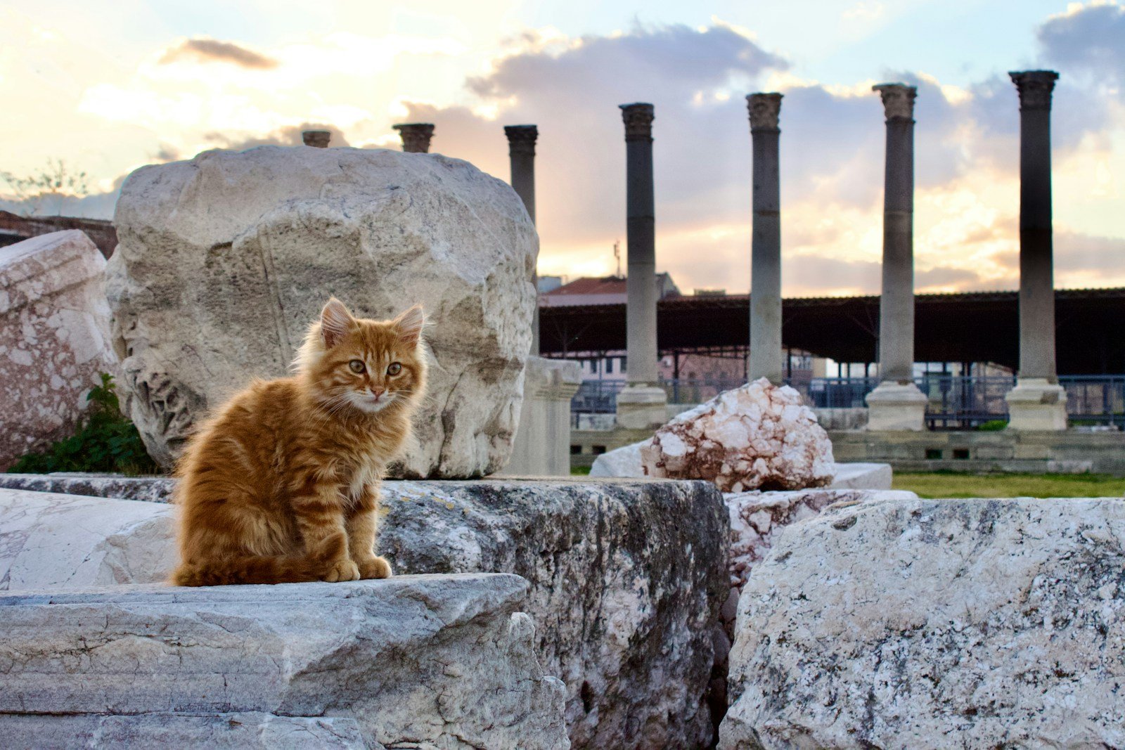 Photo by Aleksey Malinovski Viking: A cat sitting on a rock in a park
