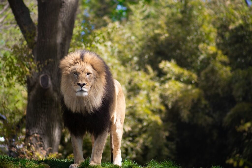 Big Cat lion on green grass during daytime