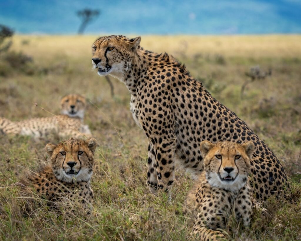 climate change: cheetah on brown grass field during daytime
