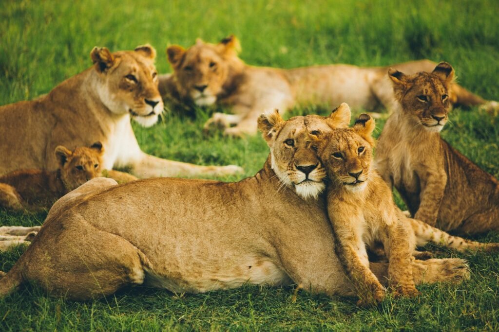 African Savannah