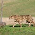 brown and black cheetah on grass field