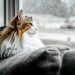 brown and white cat on gray textile