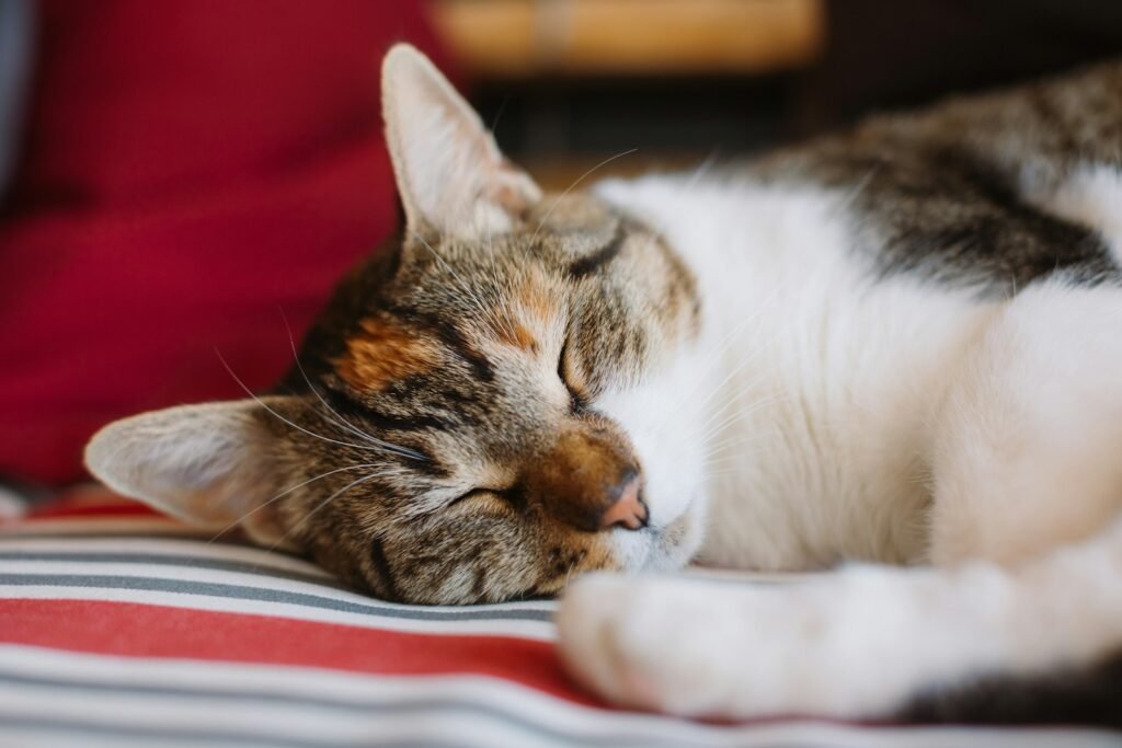 Cat Trust a close up of a cat sleeping on a bed
