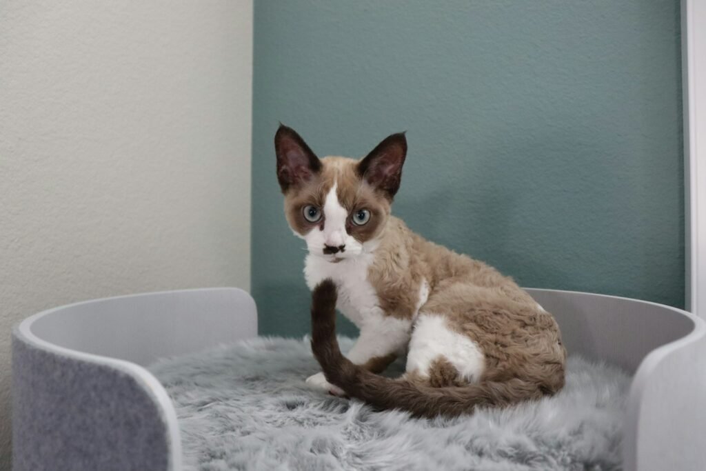 Cat Breeds A cat sitting on top of a cat bed