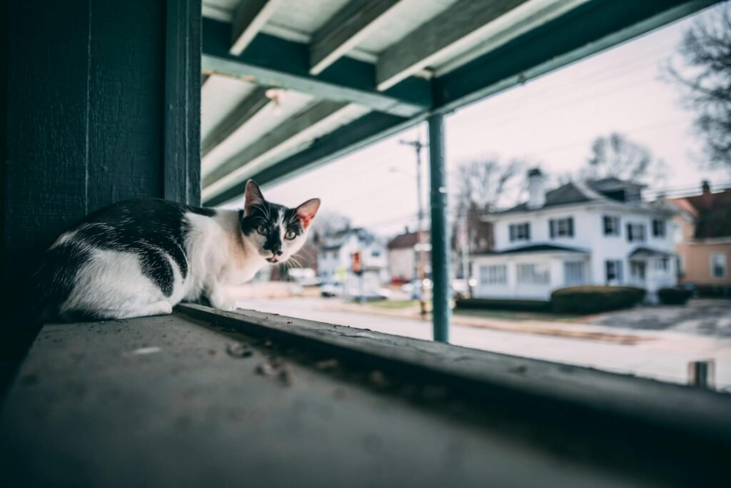 cat comfort: cat lying on window