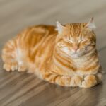 How to Litter Train Cats of All Ages