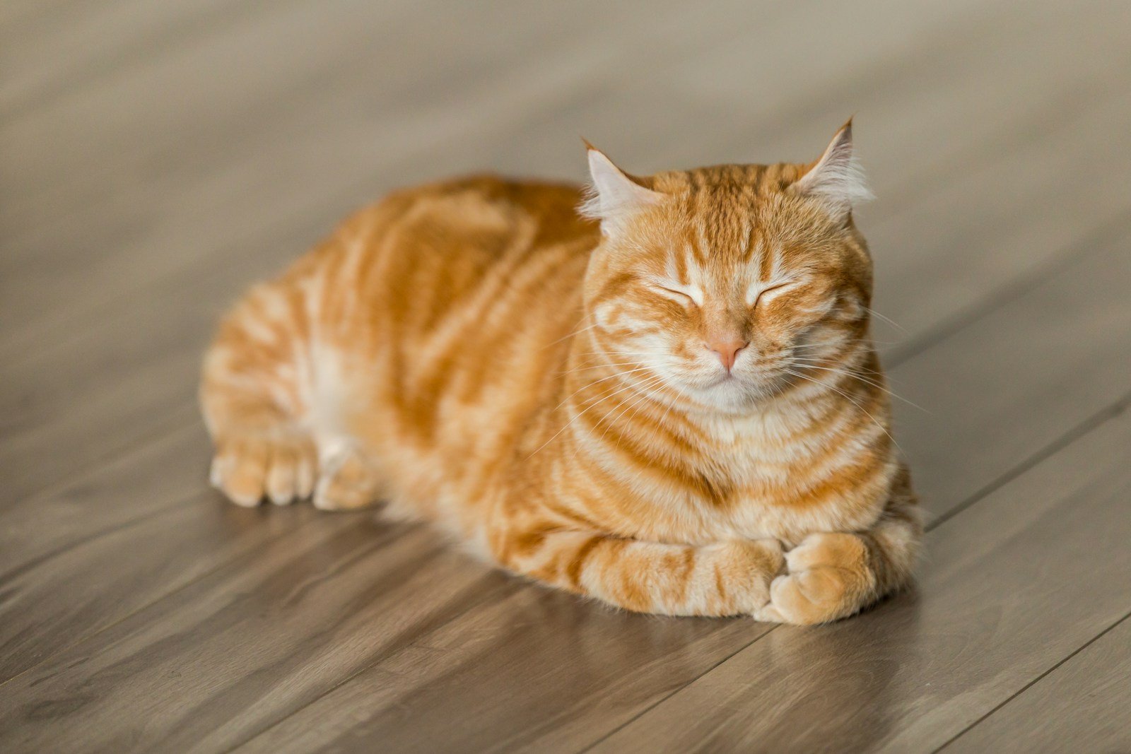 kitten: orange tabby cat on brown parquet floor