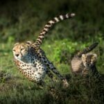 cheetah on green grass during daytime